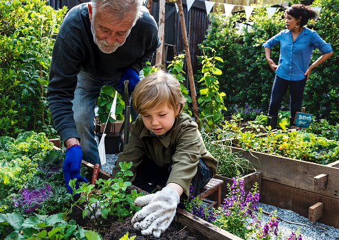 family planting vegetable from backyard garden